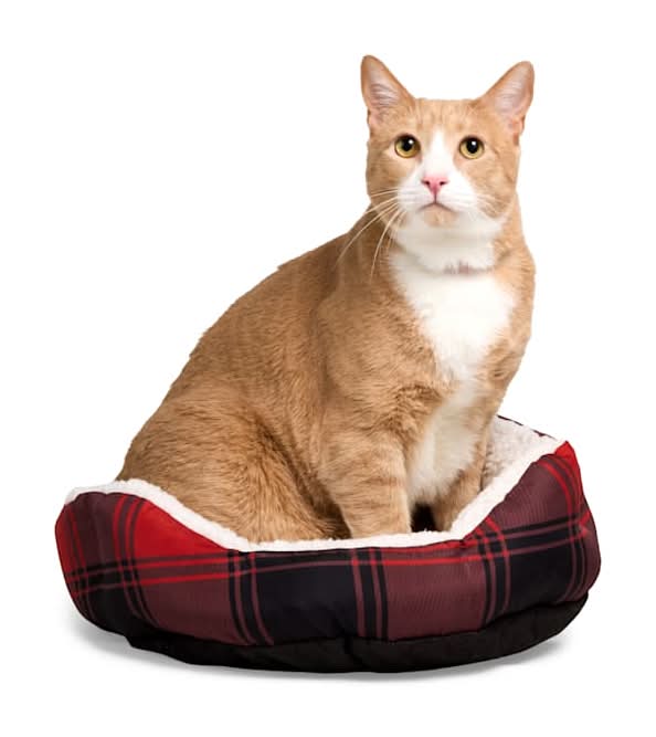 EveryYay Essentials Step-In Cat Bed, S, Red