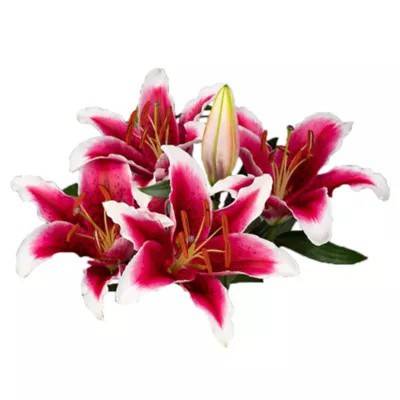 Lily Stargazer (1 bouquet)