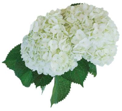 Debi Lilly Hydrangea White 2 Stem - Each