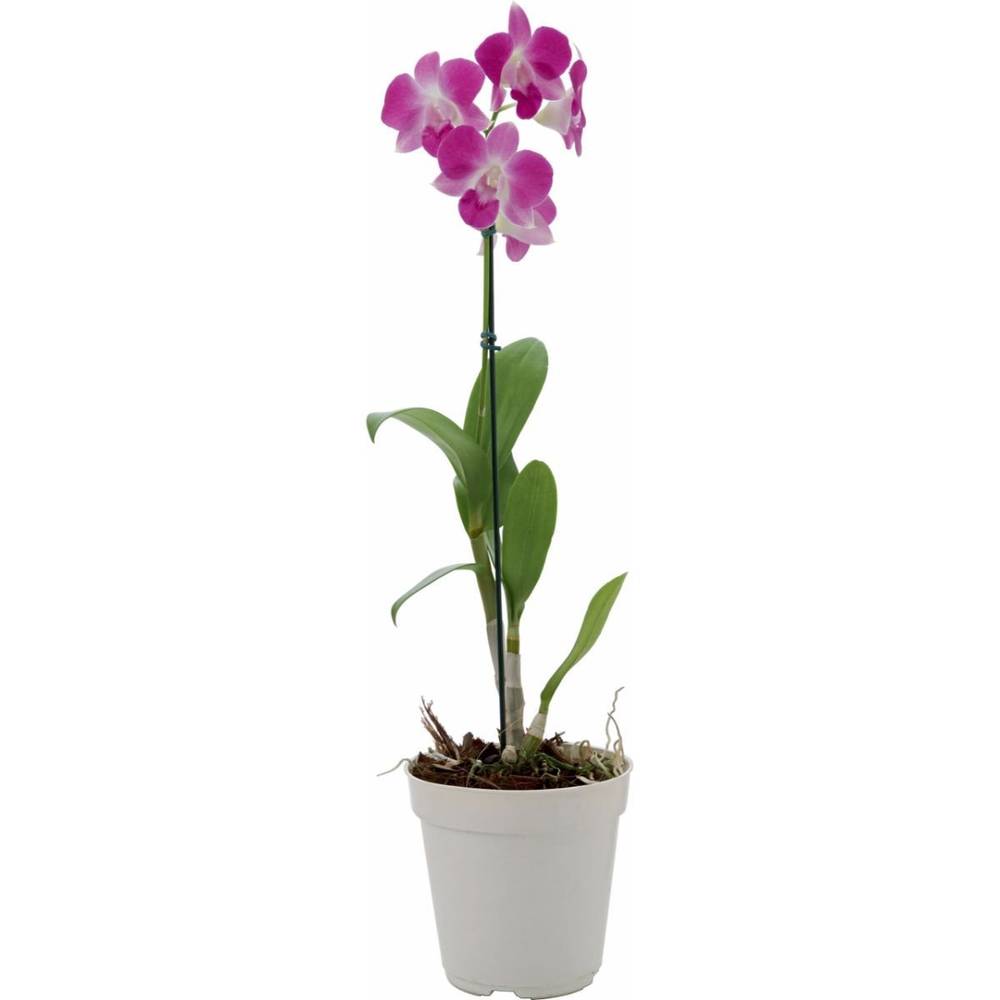 Orquídea denphalen (pote 12)