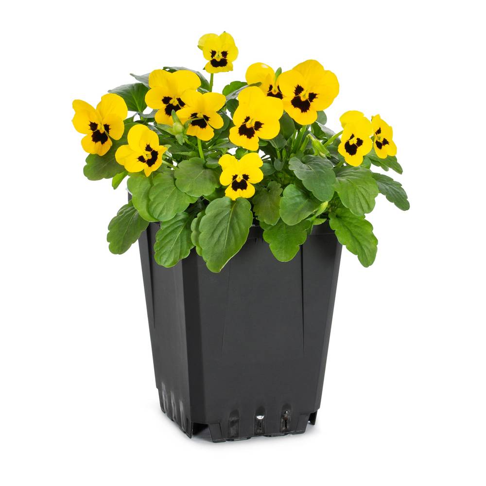 Lowe's Multicolor Viola in 1-Pint Pot | NURSERY