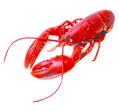 Lobster Whole 16 Oz Cooked Previously Frozen 1 Count - Each (Subject To Availability)