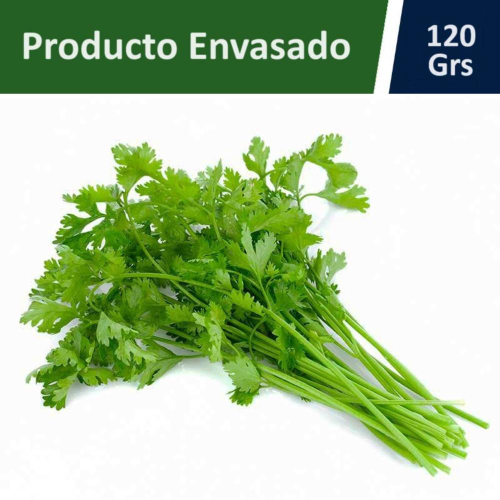 Cilantro