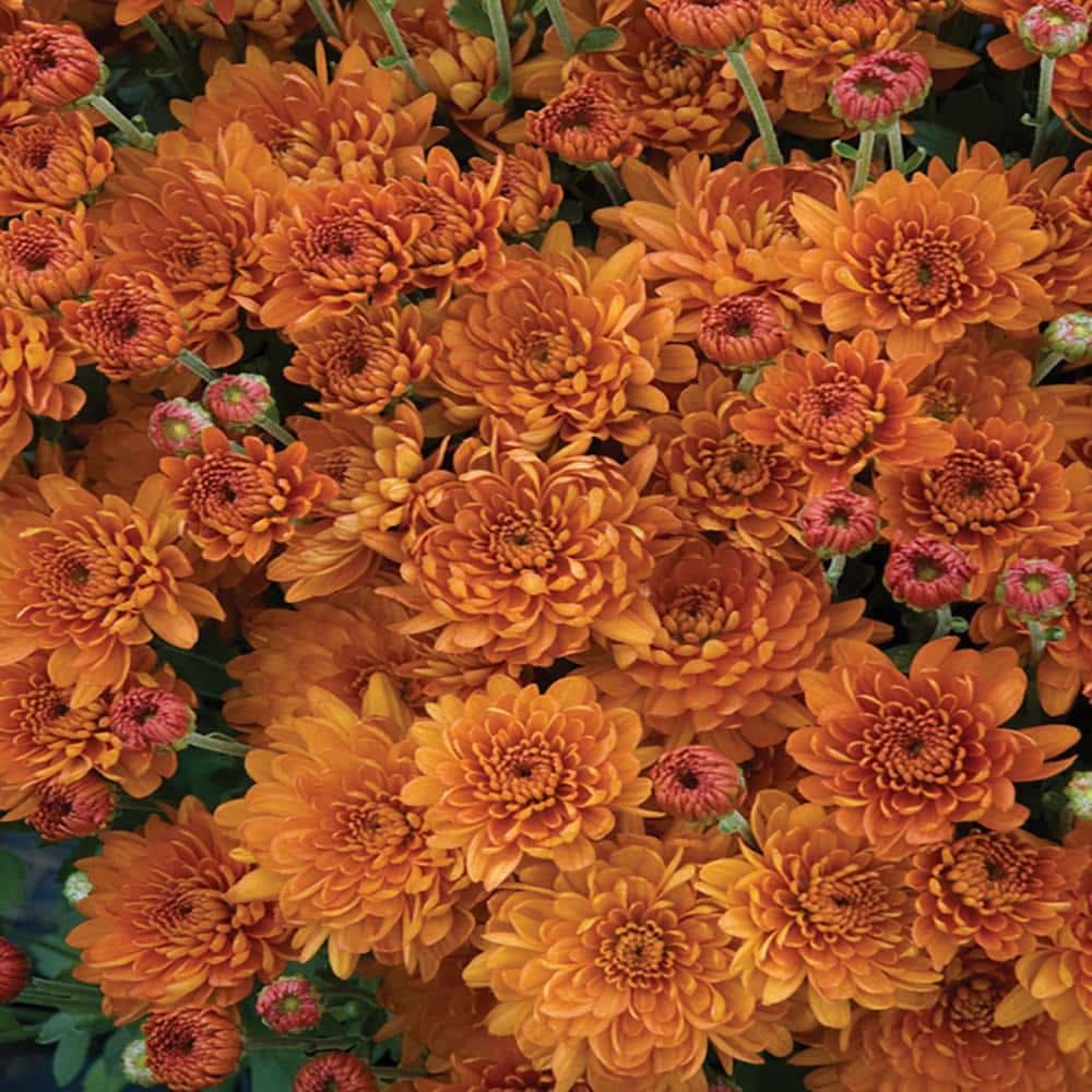 Altman Plants #10 Classic Hb Mum Plant With Bronze Flowers