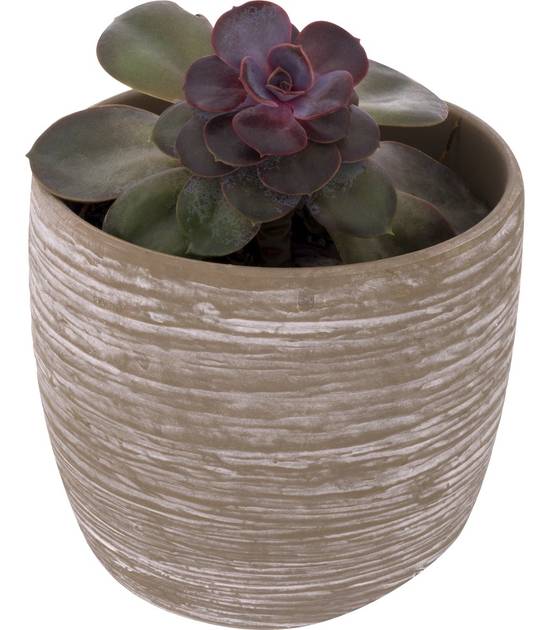 Plainview 6" Succulent in Stone Pot (1 ct)