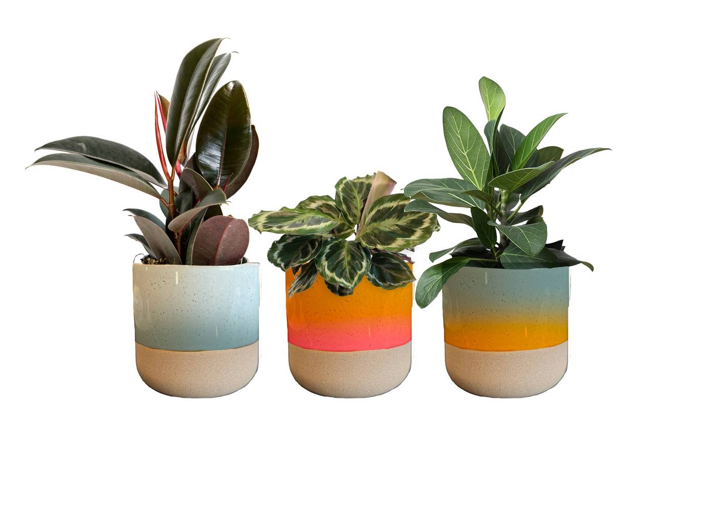 LiveTrends Pastel Sunsets House Plant in 12-oz Pot | ASB06568