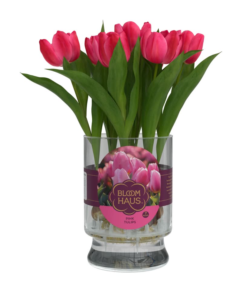 Bloom Haus Single Tulip Bulb in Hydroponic Vase