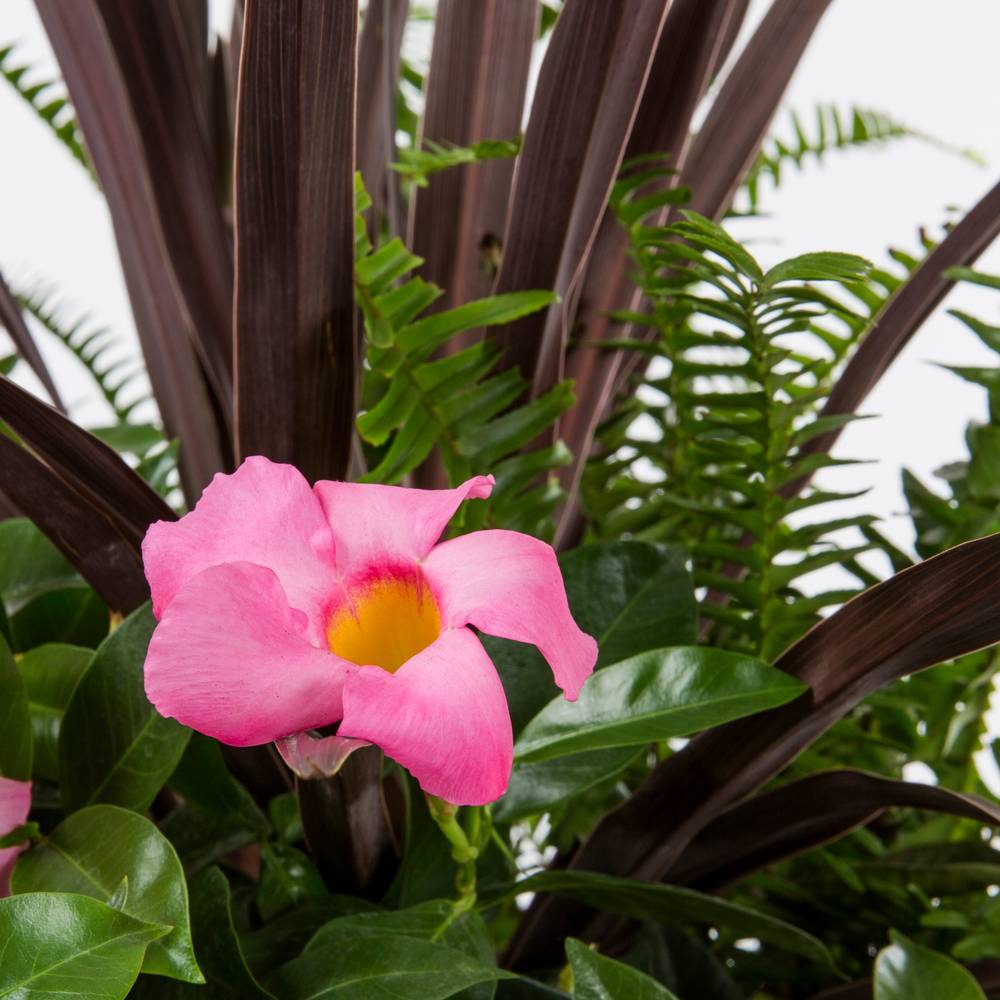 Lowe's Tropical Flowers Combo In 3.6-Gallon Planter