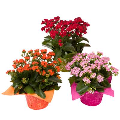Kalanchoe - 6 IN