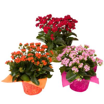 KALANCHOE