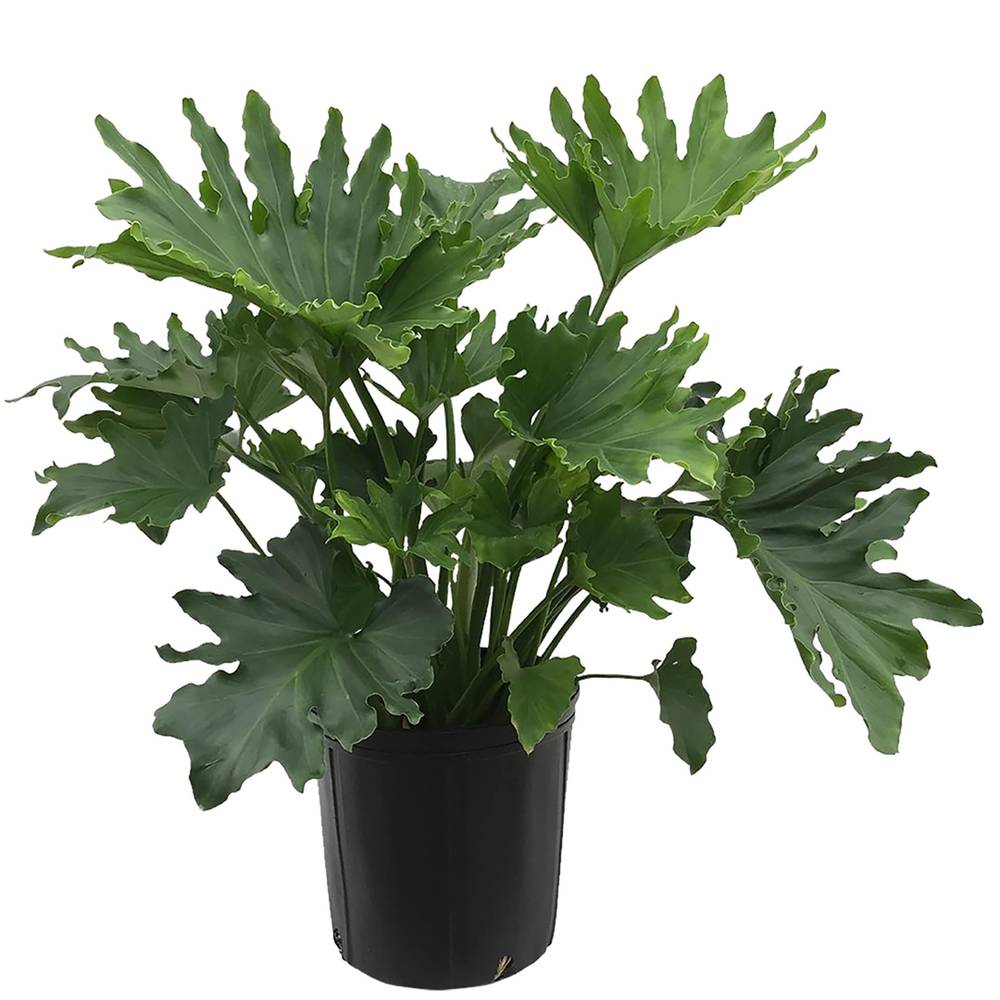 Lowe's Philodendron House Plant in 1.4-Quart Pot | 650090