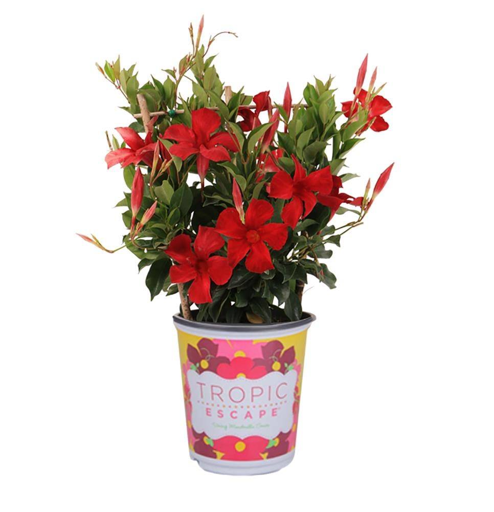 Lowe's Red Mandevilla Shrub in 2.5-Quart Pot | 970605