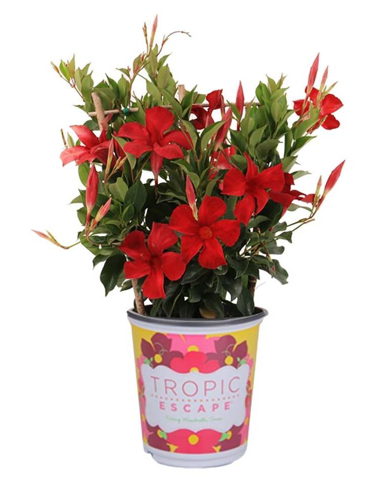 Lowe's Red Bush Mandevilla Flowering Shrub in 2 -Quart Pot 1 -Pack with Red Blooms | 970605