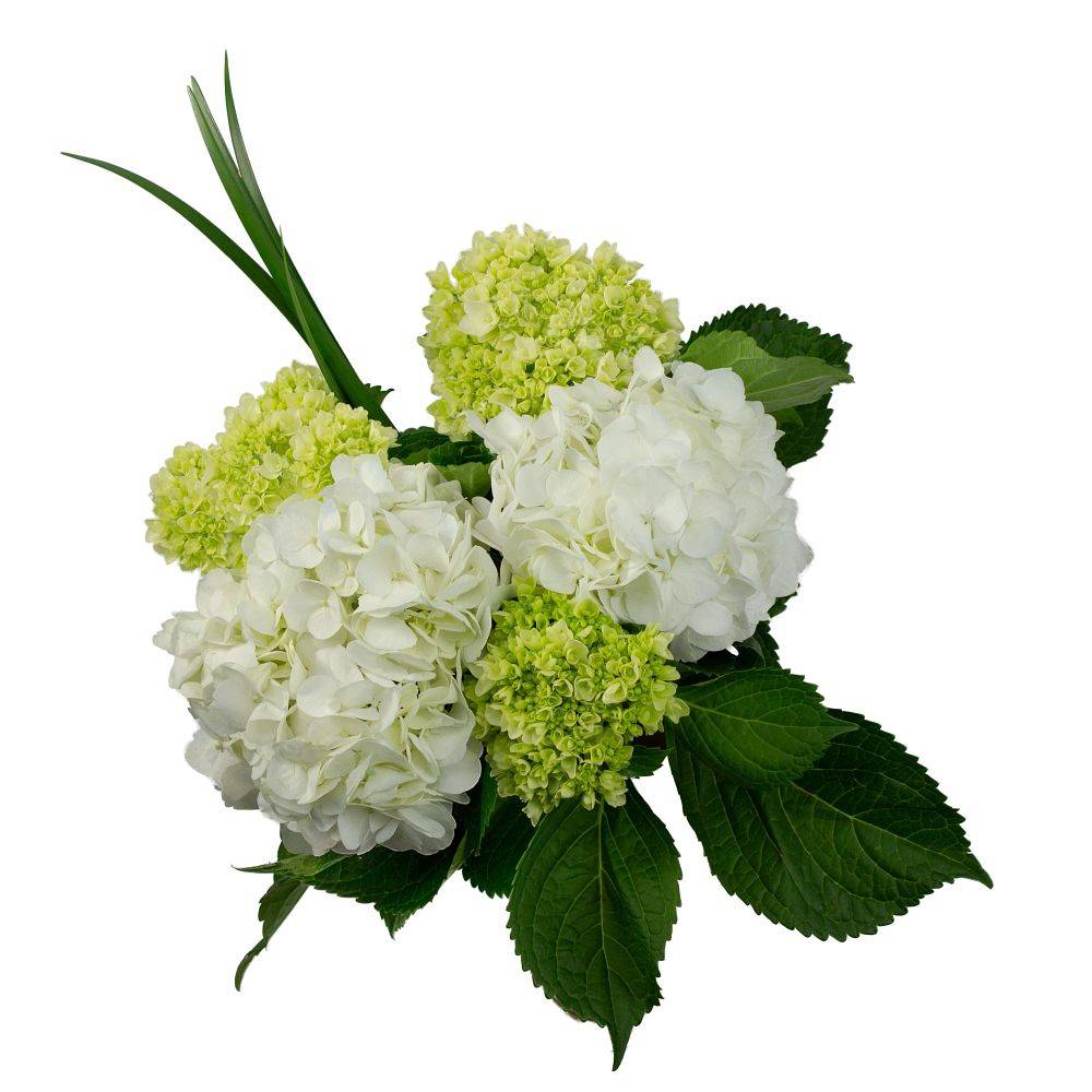 Hydrangea Flower Bouquets