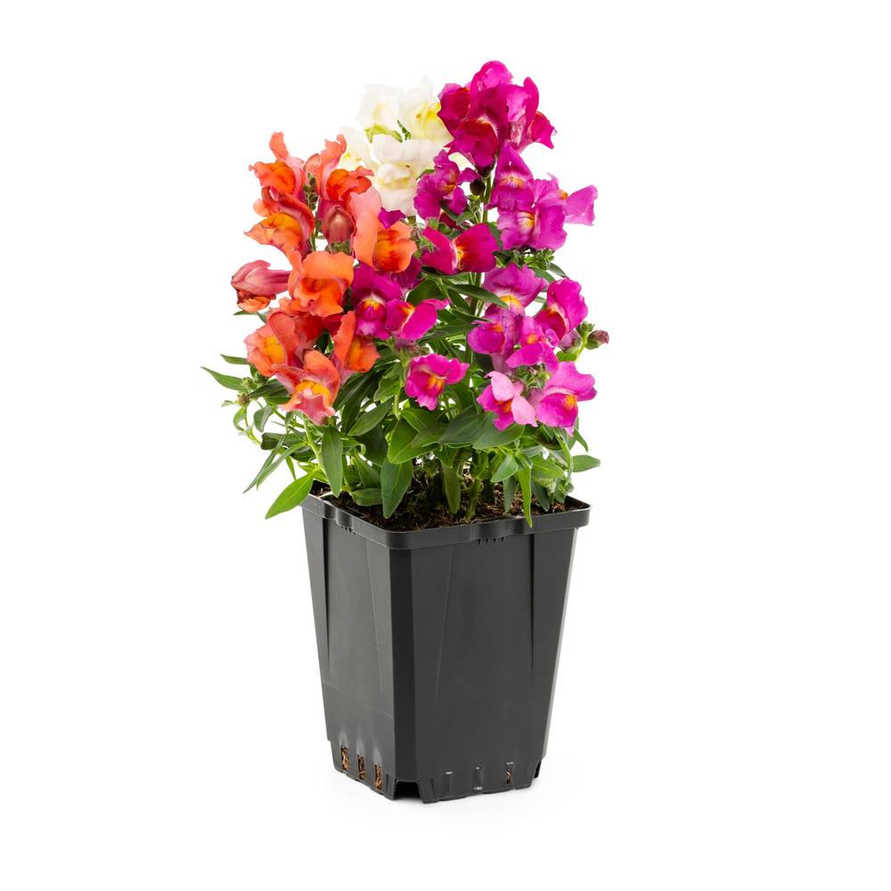 Lowe's Multicolor Snapdragon in 1-Pint Pot | NURSERY