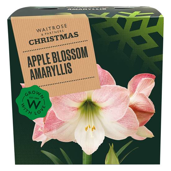 Waitrose & Partners Apple Blossom Single Amaryllis