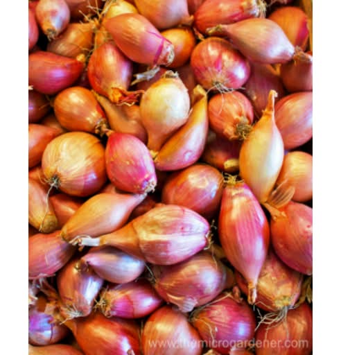 Spring Onion Bulb Each