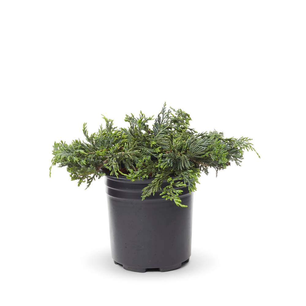 Lowe's Blue Rug Juniper Accent Shrub in 2.5-Quart Pot | 34651