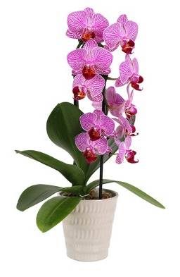 Good Little Garden Live Waterfall Orchid Potted Plant (3 in)