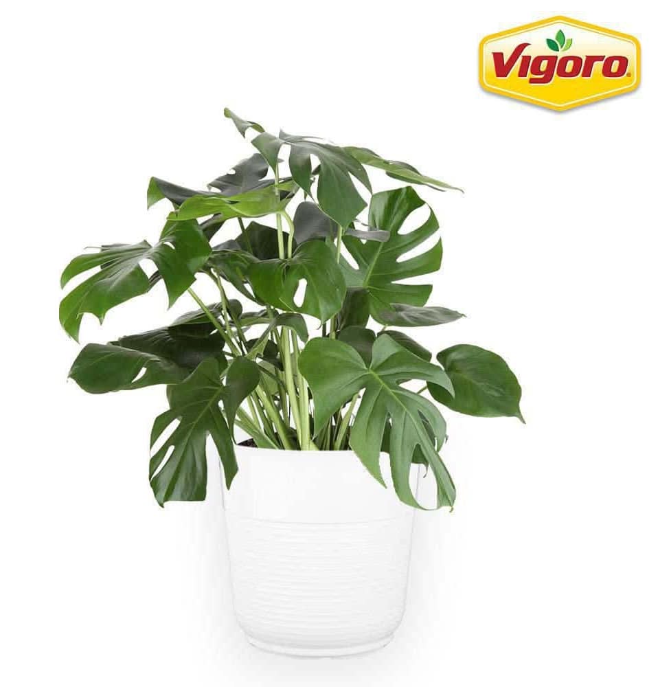 Vigoro Philodendron Monstera Swiss Cheese Plant In Plastic Deco Pot (10 In/White)