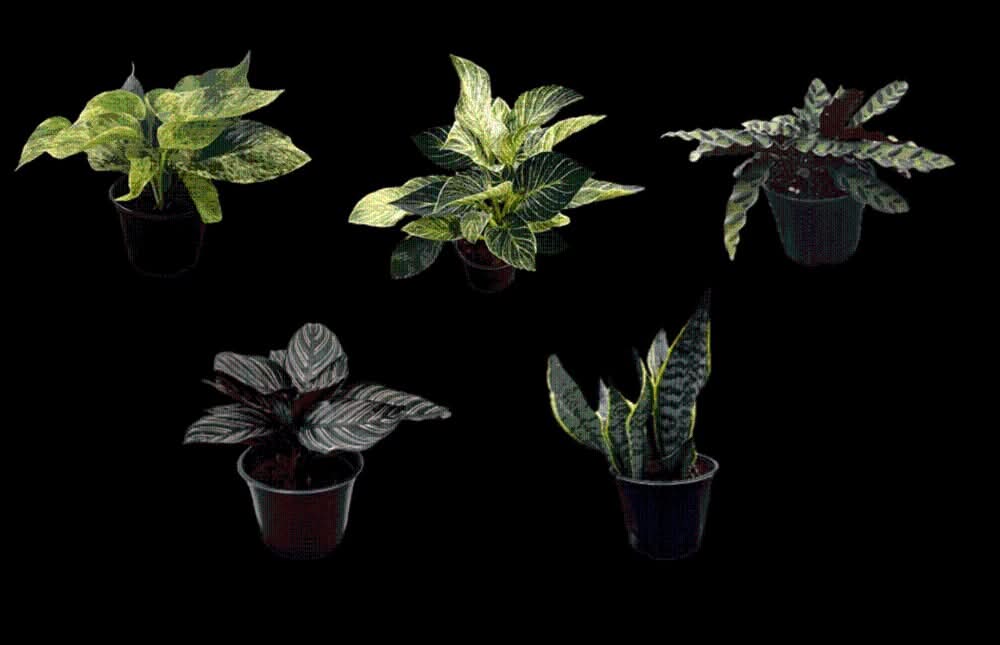 6" Premium Foliage In Plastic Pot