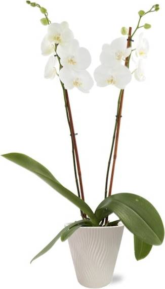 Potted Live Blooming Orchid, 5"