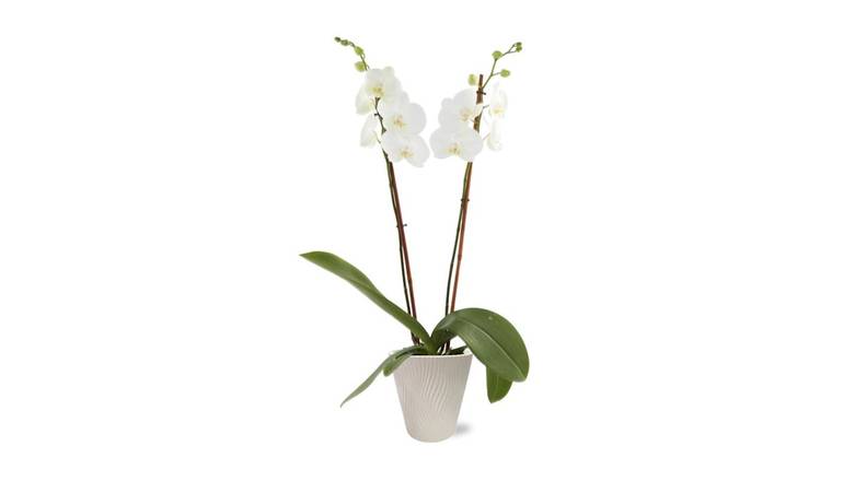 Live Blooming Orchid Plant in 5