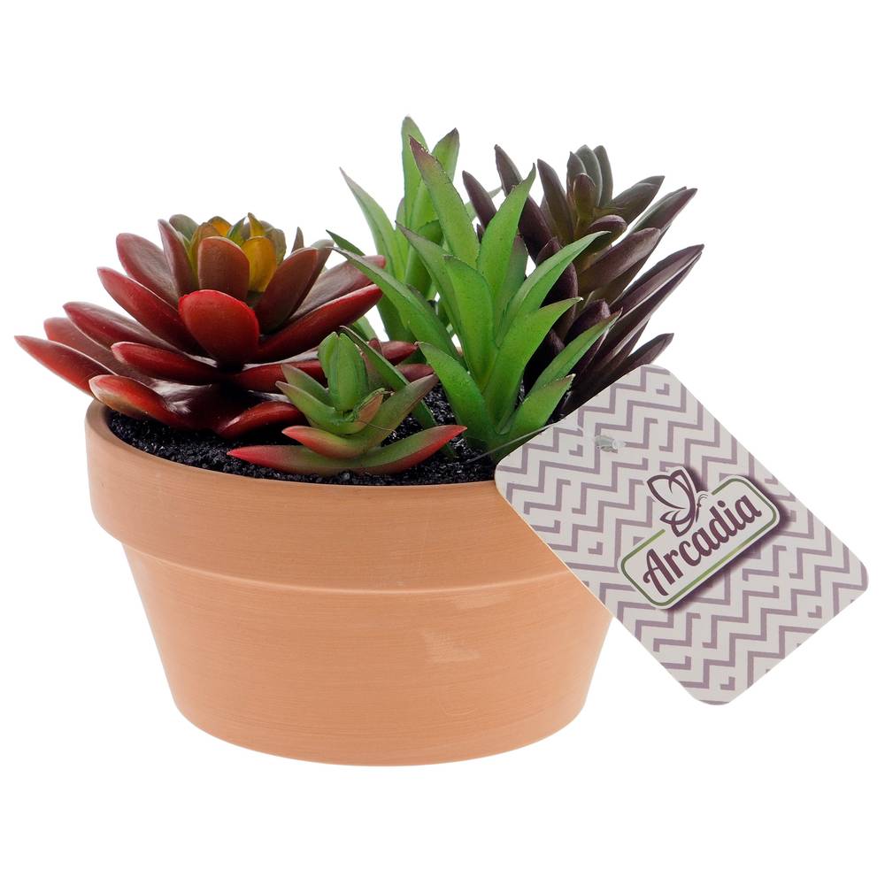 Succulent Plants In Terracotta Pot