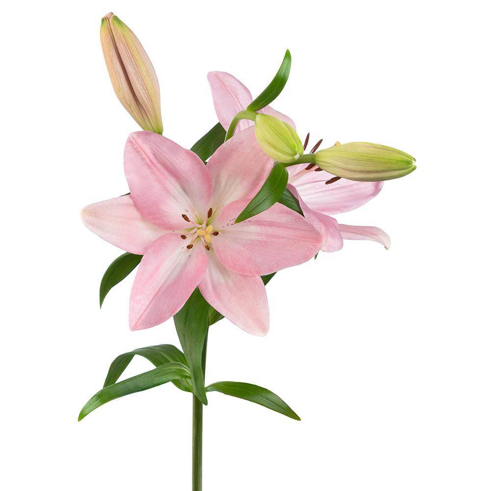 Dierbergs Flowers & Gifts Lily Bouquet (1 ea)