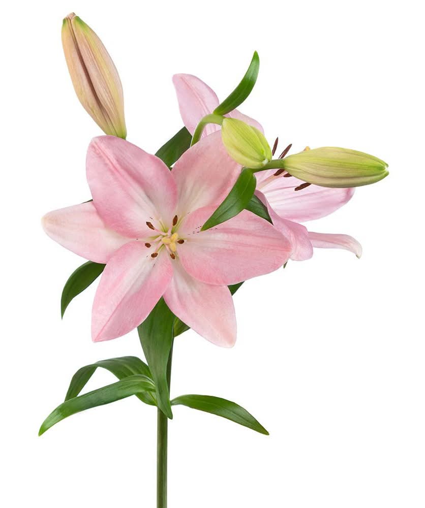 Dierbergs Flowers & Gifts Lily Bouquet