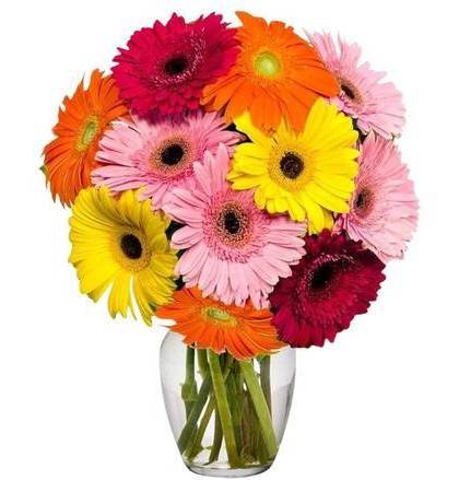 Gerbera Gorgeous Bouquet 6 Gerberas