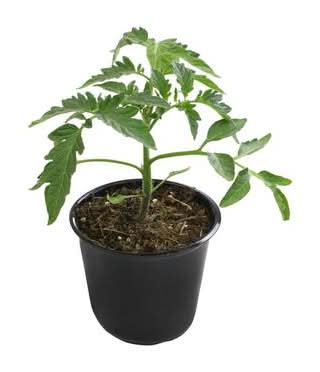 Burpee Bush Early Girl Tomato