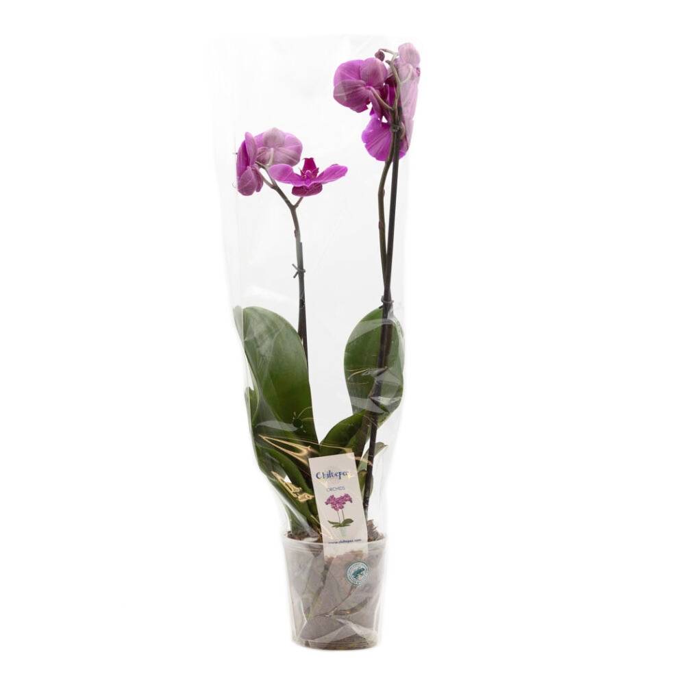 Orquídea con maceta de 6.5"