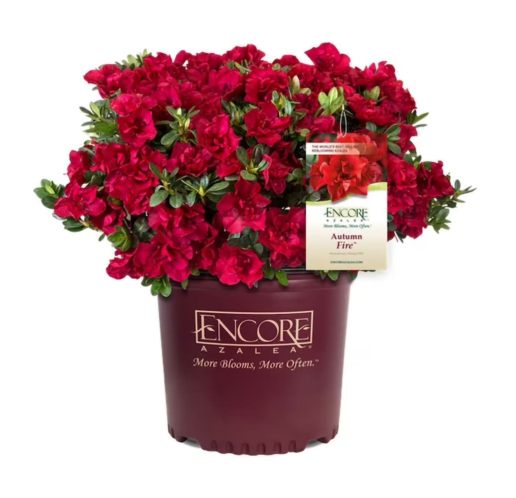 Lowe's 3 -Gallon Encore Azalea Flowering Shrub with Multicolor Blooms 1 -Pack