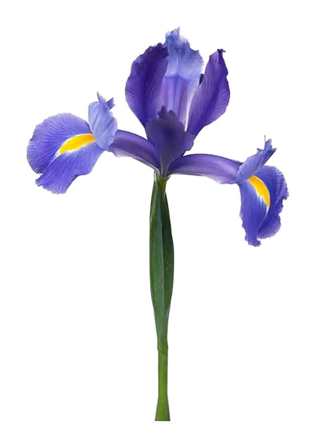 Iris 5 Stem Mix Bouquet