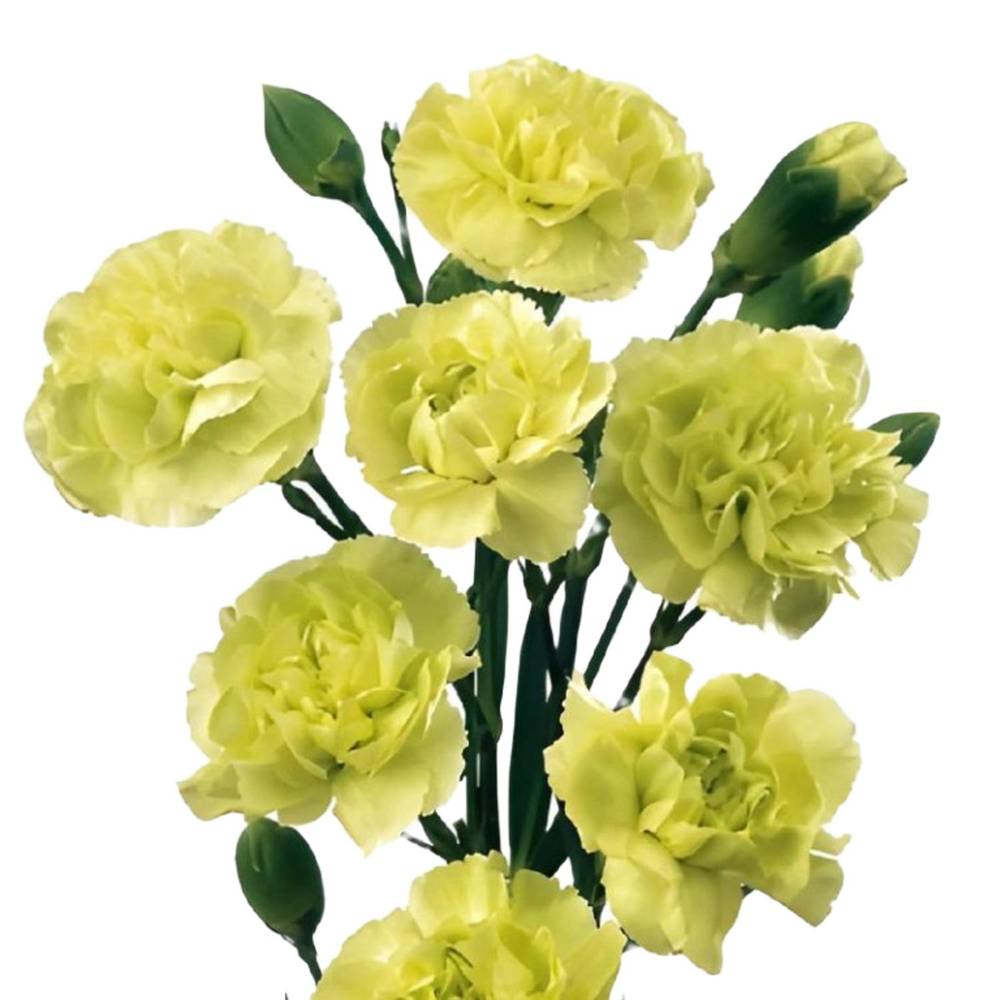 Mini Carnations (10 stem)