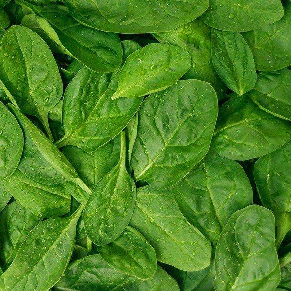 Organic Baby Spinach (142 g)