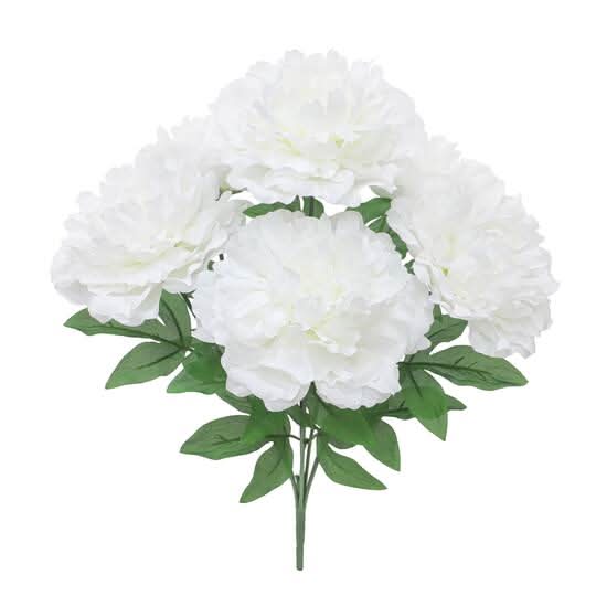 Ashland Peony Bush, 21 in , White & Green