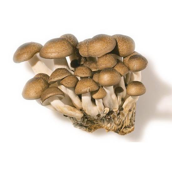 Organic Beech Mushrooms Hokko 3.5 oz