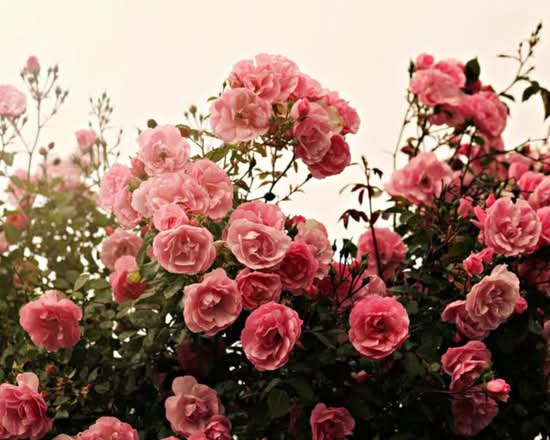 Rosalie Flowers (Northwest 74th Ave)