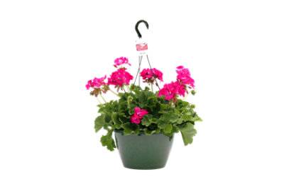 Flowering Hanging Basket 10 Inch - Each