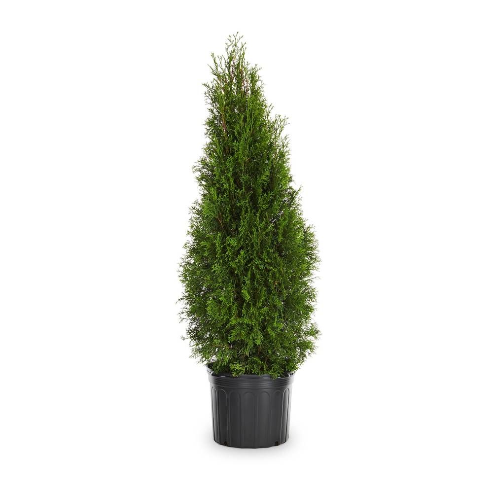 Lowe's Emerald Green Shrub in 2.5-Quart | 096565186488