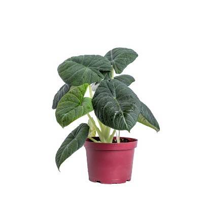 Live 6" Alocasia Maharani Houseplant in Grower Pot