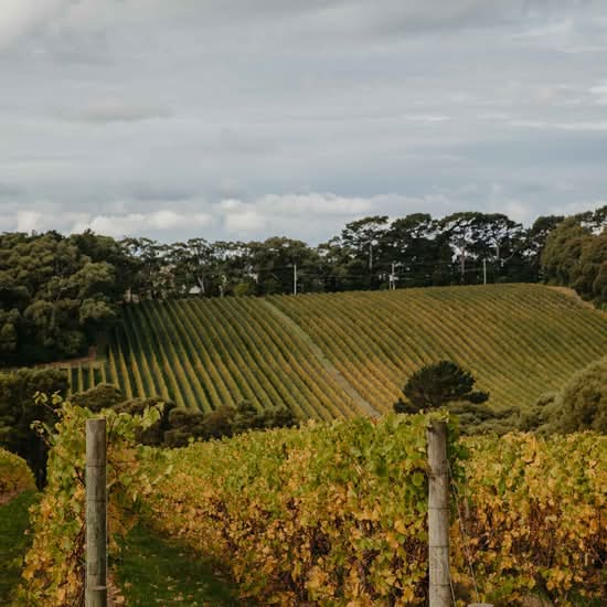 T'Gallant Vineyard