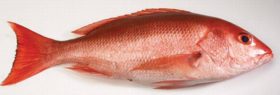 Frozen Whole Caribbean Red Snapper - 1/2 - 3/4 lb avg, 10 lb box (1 Unit per Case)