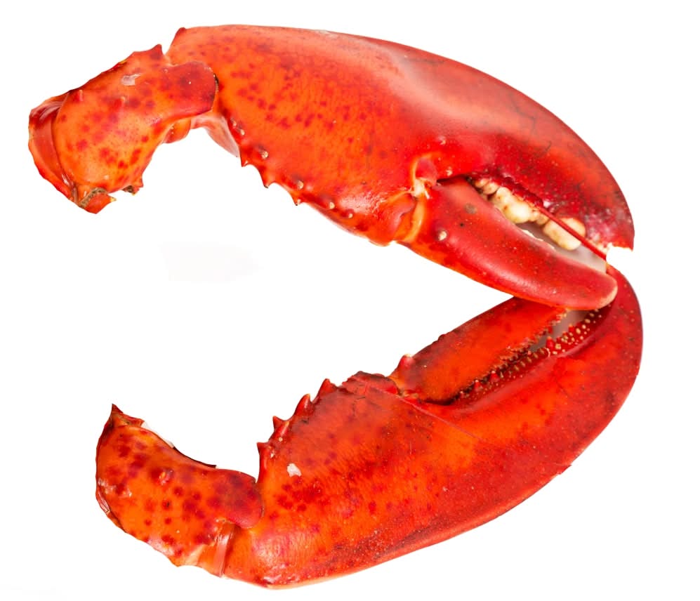 Cooked Lobster Claws