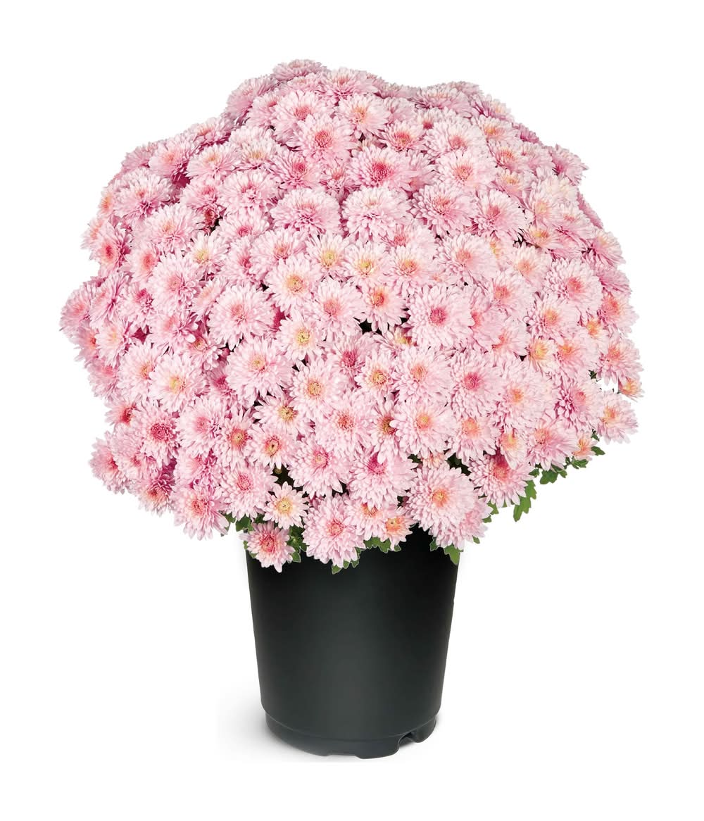 1.00-QT MUM PNK PGH PBS