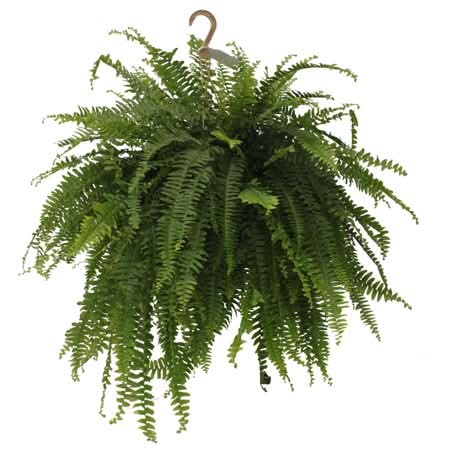 Rainbow Greenhouses Boston Fern Live Plant Hanging Basket, 10 in