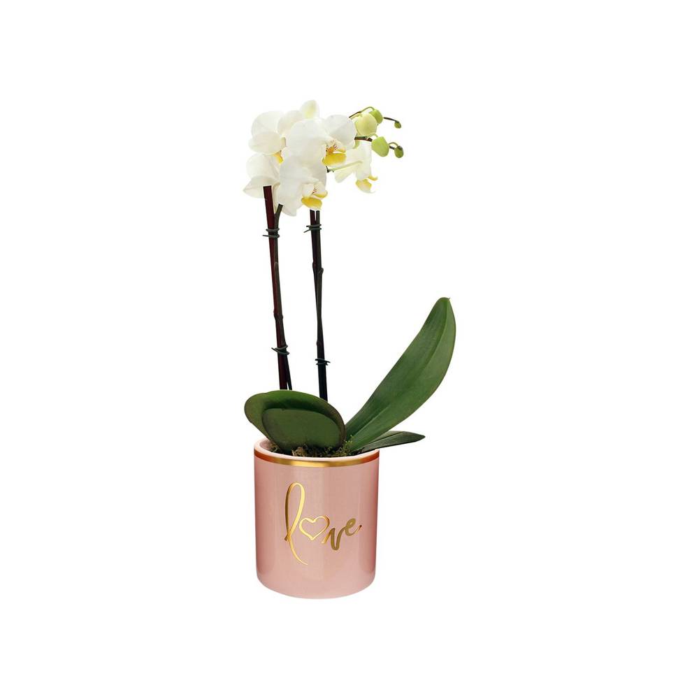 Orchid Golden ``Love`` Ceramic 1 Ea