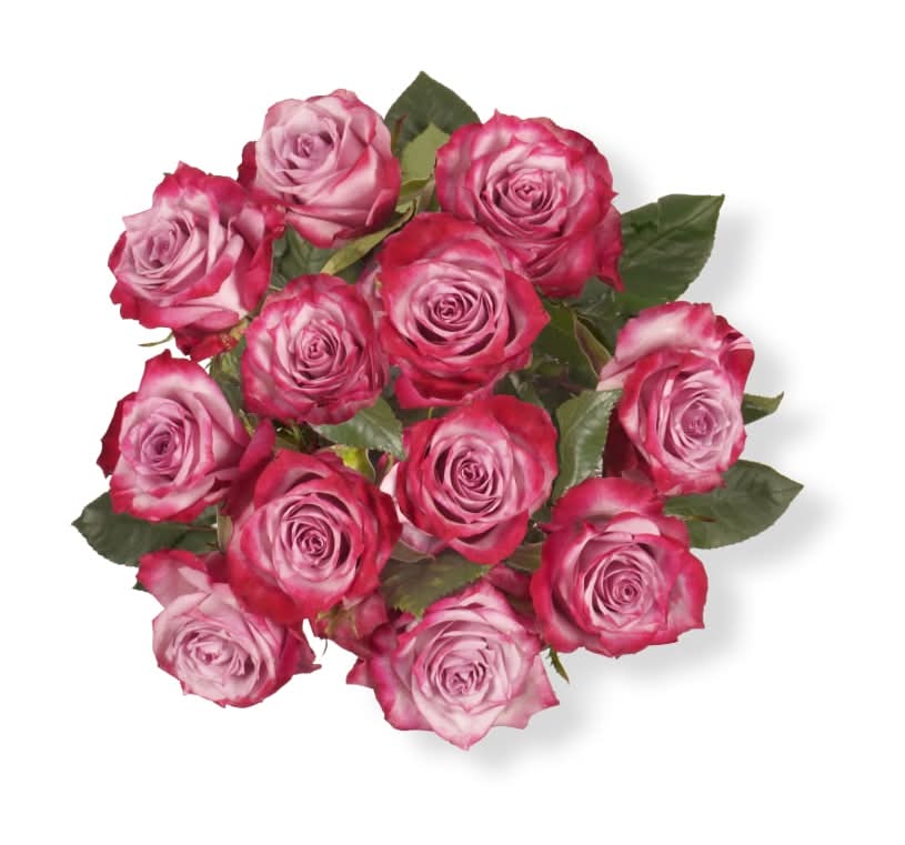 Bloom Haus Lavender Dozen Rose Fresh Flower Bouquet (12 ct)